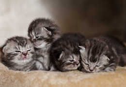 photo chatons
