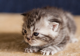 photo chatons