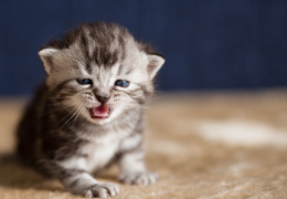 photo chatons