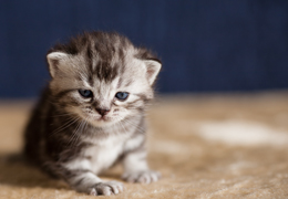photo chatons