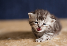 photo chatons