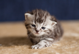 photo chatons