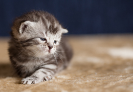 photo chatons