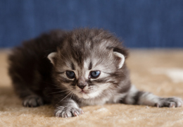 photo chatons