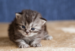 photo chatons