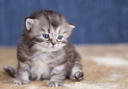 photo chatons