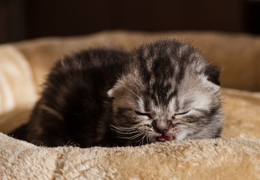 photo chatons