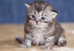 photo chatons