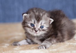 photo chatons