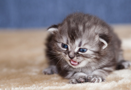 photo chatons