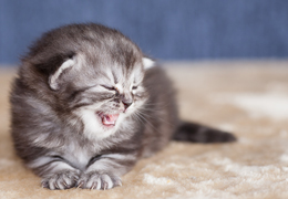 photo chatons