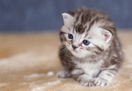 photo chatons