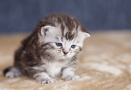 photo chatons