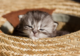 photo chatons