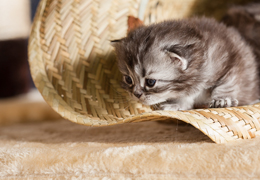 photo chatons