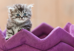 photo chatons