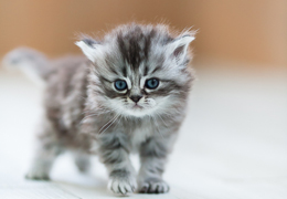 photo chatons