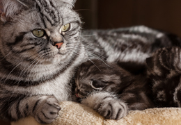 photo chatons