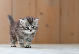 photo chatons