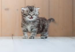 photo chatons