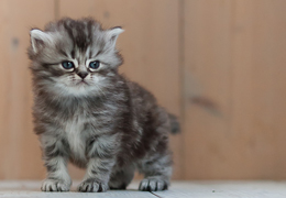 photo chatons
