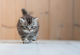 photo chatons