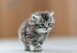 photo chatons