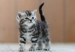 photo chatons