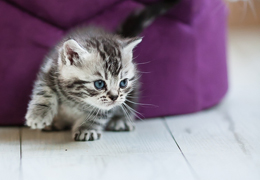 photo chatons