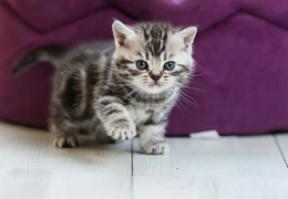 photo chatons