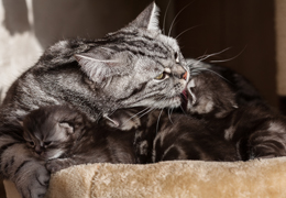 photo chatons