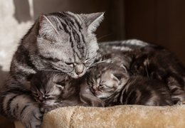 photo chatons