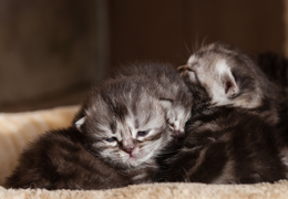 photo chatons