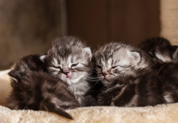 photo chatons