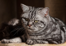 photo chatons