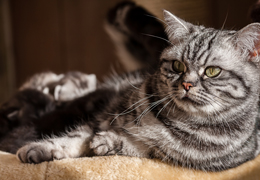 photo chatons