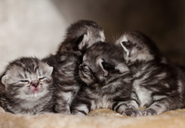 photo chatons