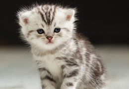 photo chatons