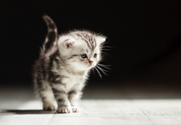 photo chatons