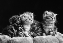 photo chatons