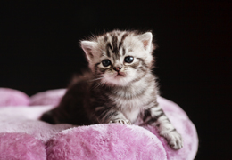 photo chatons