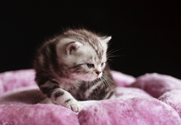 photo chatons
