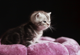 photo chatons