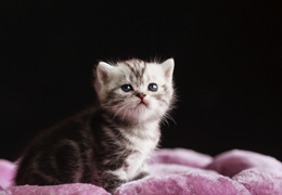 photo chatons