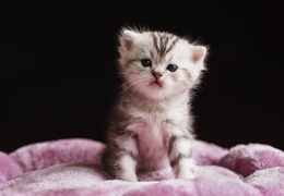 photo chatons