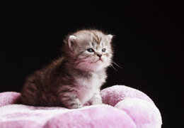 photo chatons