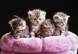 photo chatons