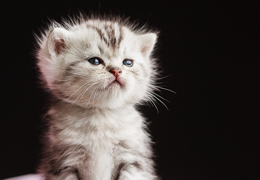 photo chatons