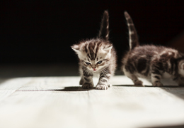 photo chatons