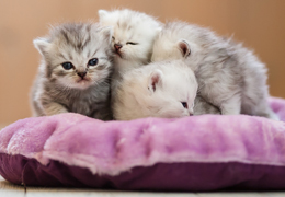 photo chatons